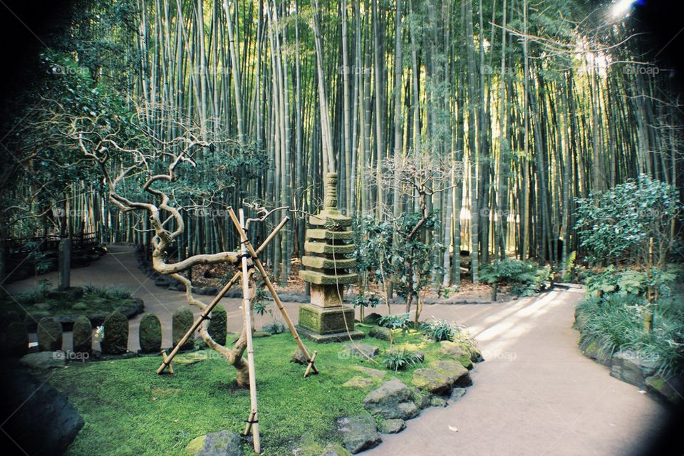 Bamboo forest 