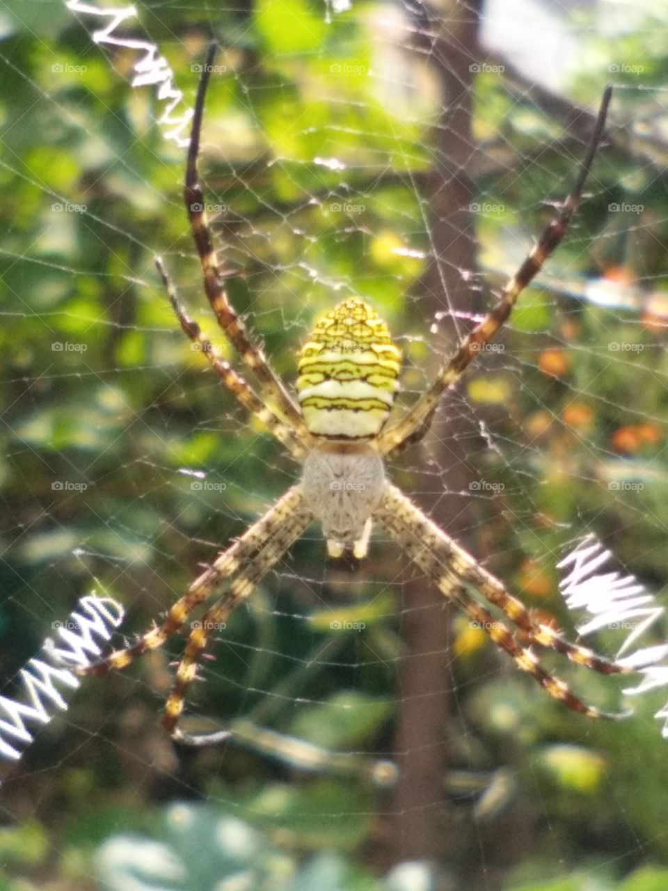 amazing peculiar large spider