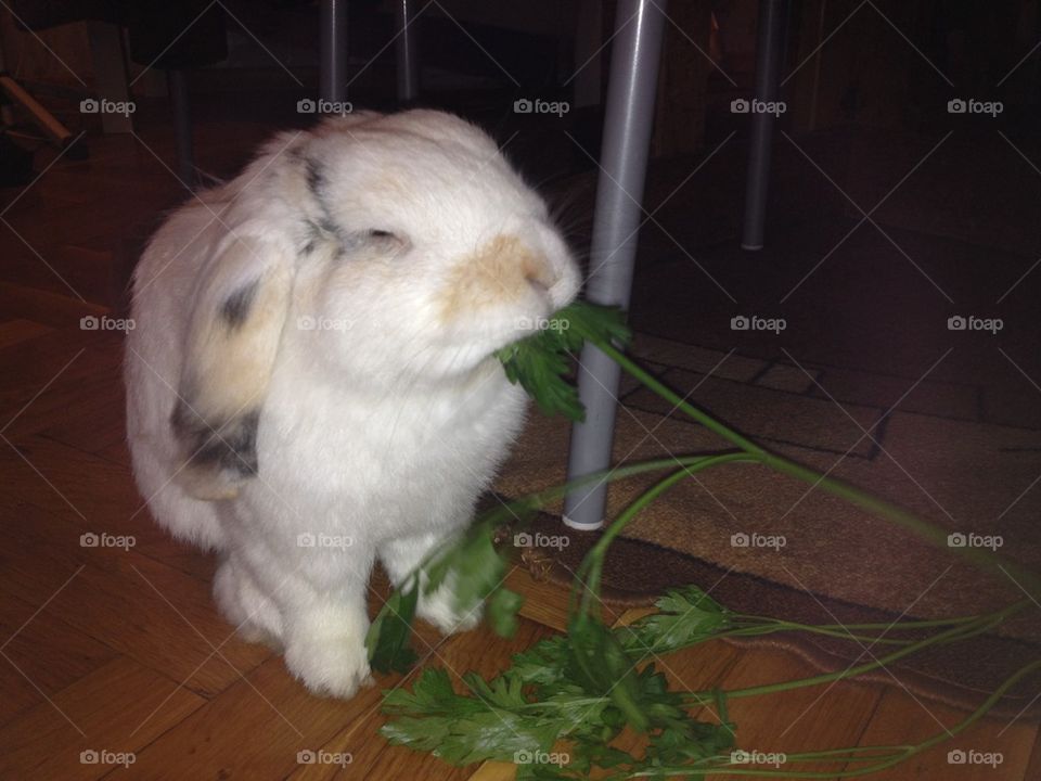 Mikimoto eating parsley :)