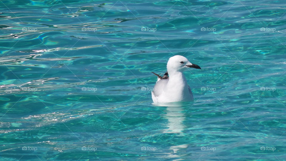 Seagull swimming in blue sea water