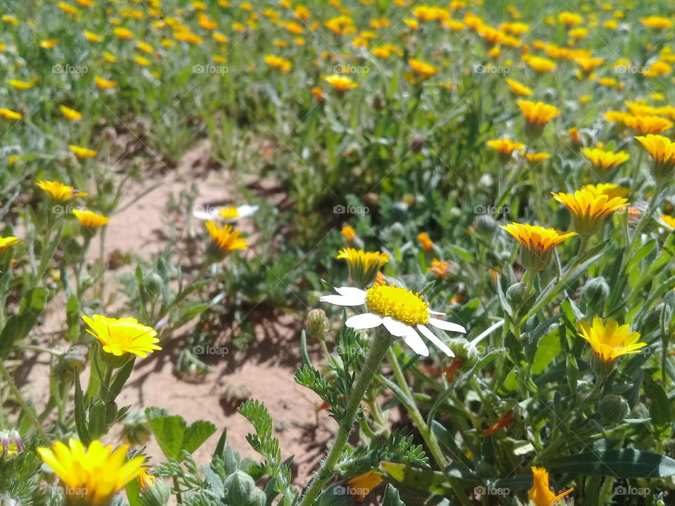 He said that we belonged together because he was born with a flower and I was born with a butterfly and that flowers and butterflies need each other for survival.
Gemma Malley, The Declaration (The Declaration, #1)