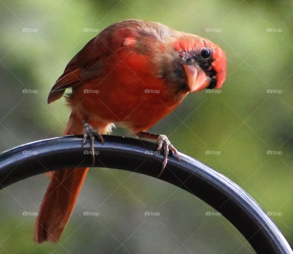 A curious Red Cardinal