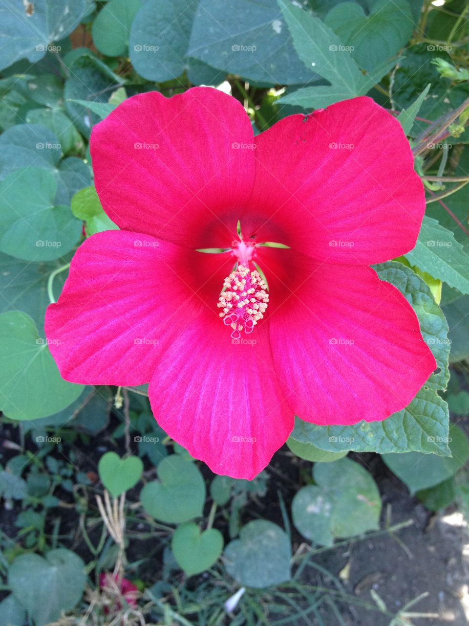 A Beautiful red lovely Hibiscus  