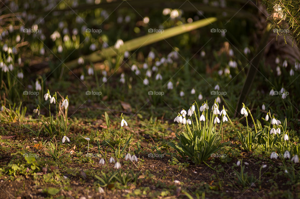 with the arrival of spring in a small meadow after the snow melted, several flowers of snowdrops bloomed