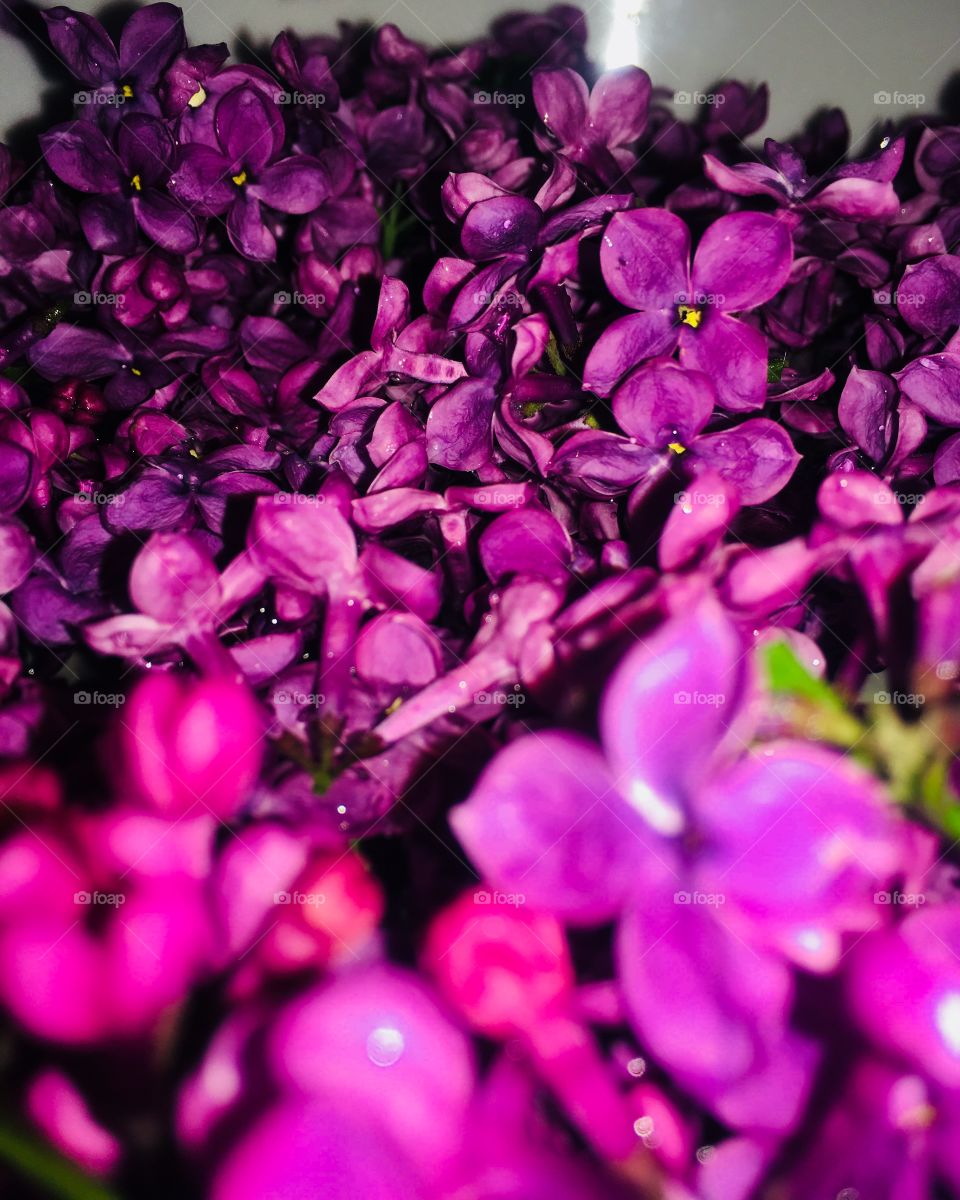 Up close of floating lilac flowers