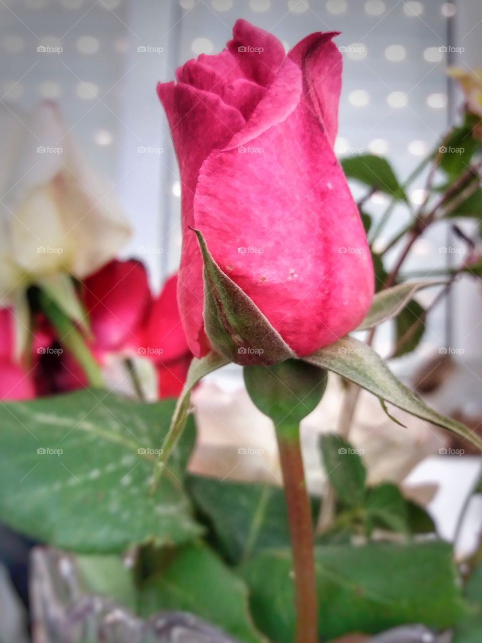 Amazing rose in my yard!