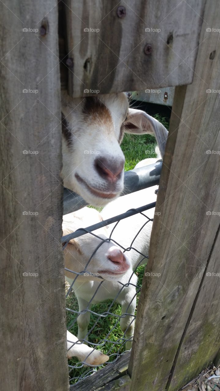 Two goats peeping through a fence