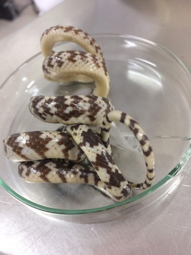 Cobra Taxidermizada em conservação
