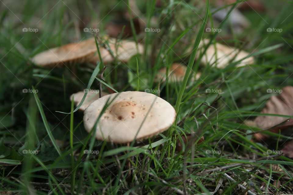 mushroom up close fall