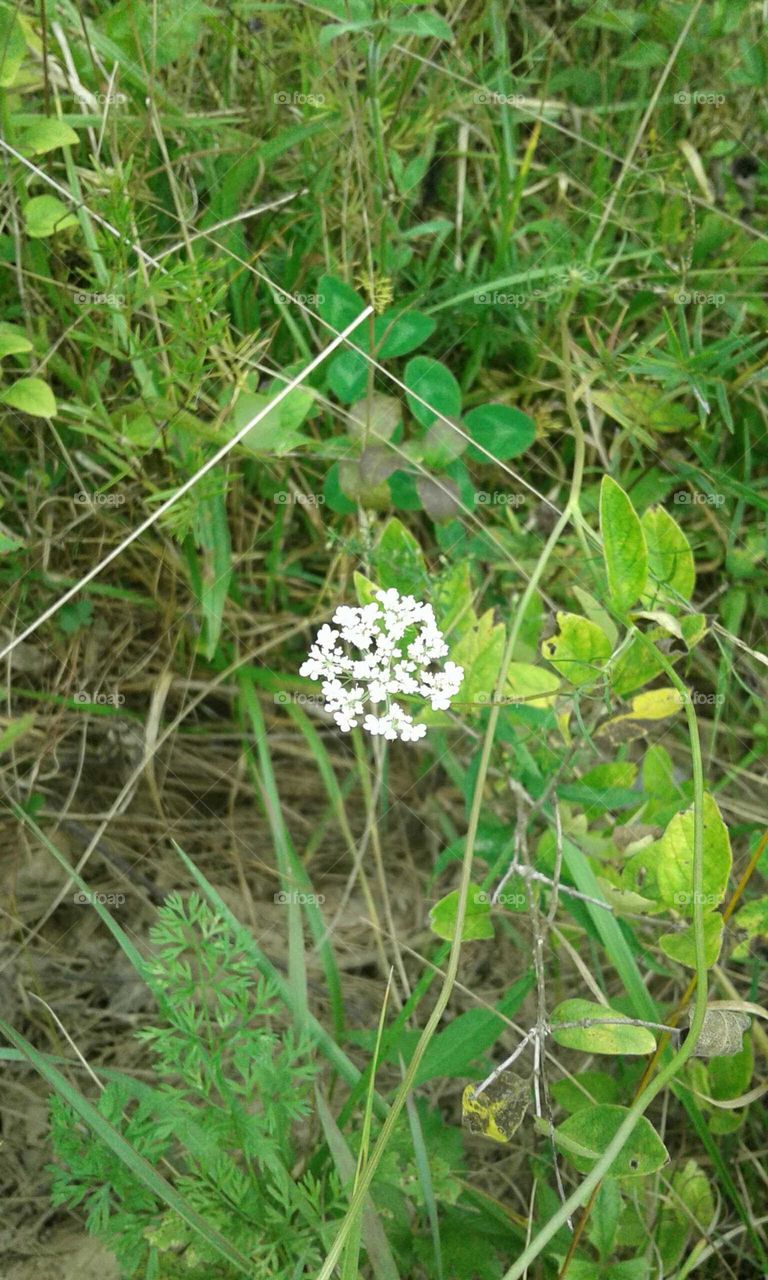 Wildflowers