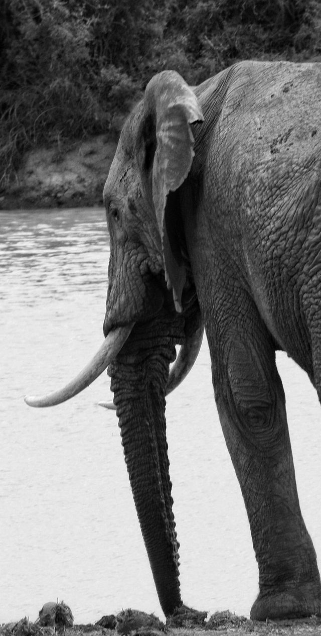 Big elephant bull at a waterhole.