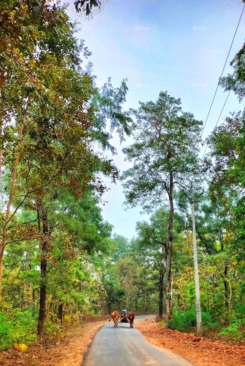 I N D I A N  Street View 💛🌿🌿 (Oxcart) बैलगाड़ी