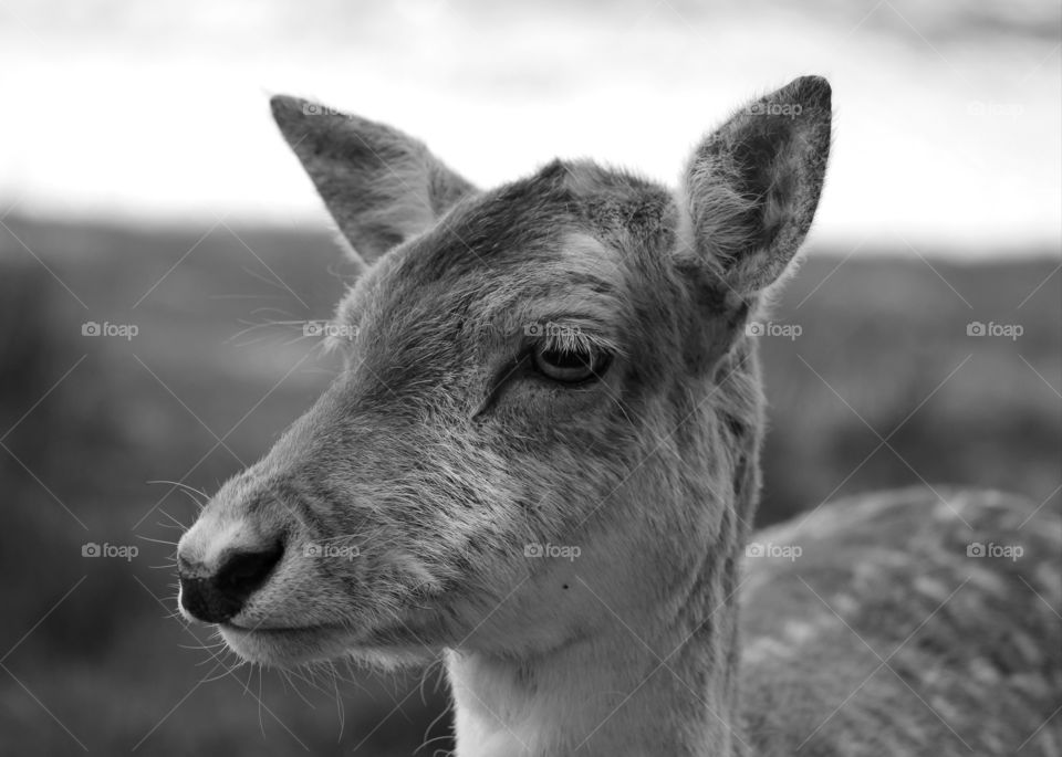 Animals, deer, profile, head, black and white