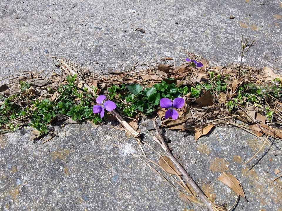 violets growing in a crack