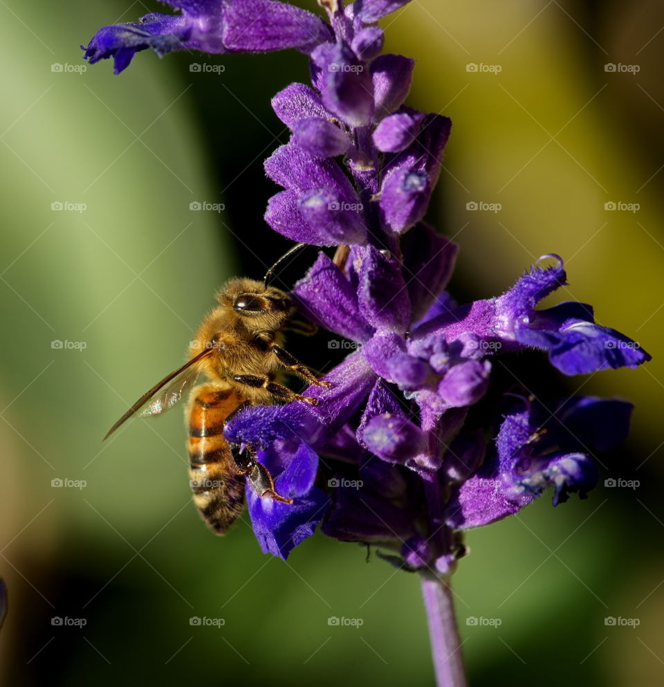 Bee enjoys a purple flower