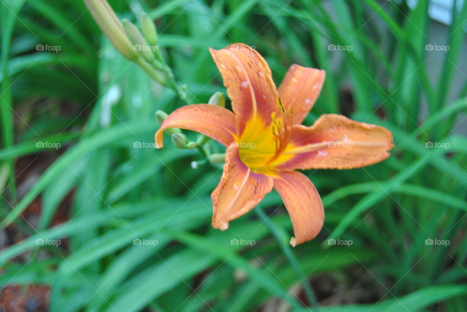 Single wild lily flower closeup in breeze 