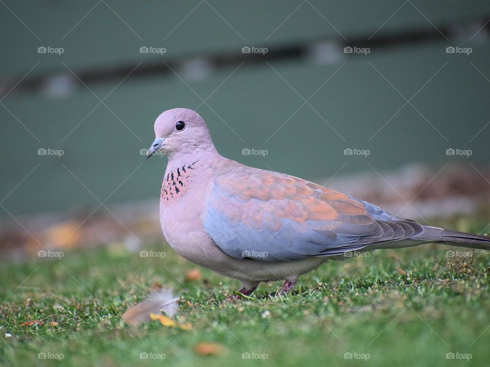 Looks like she found her lost feather