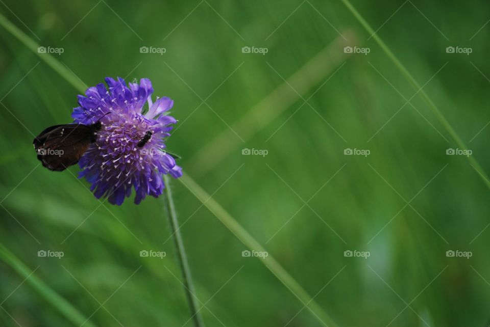 Butterfly on a thistle