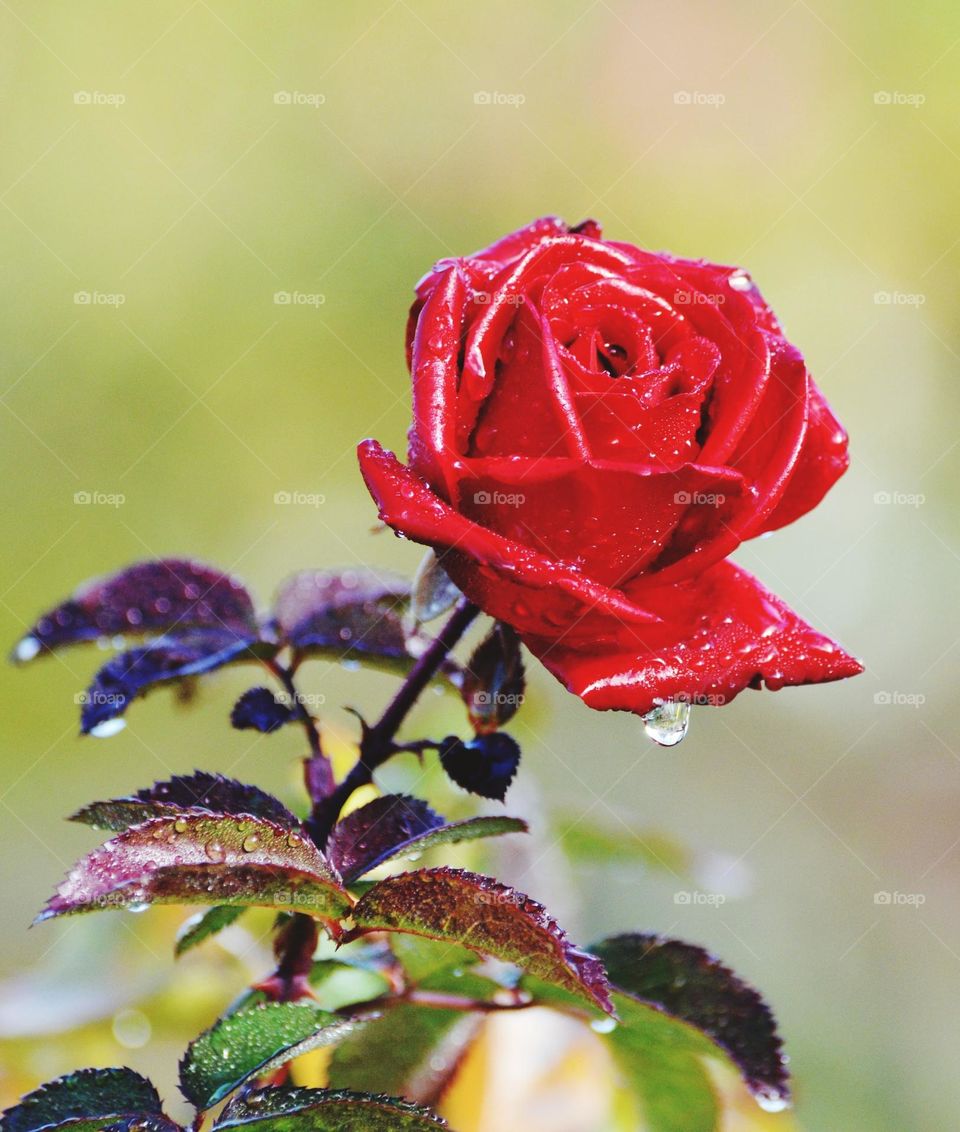 Rose 🌹 Garden, a beautiful red Rose with water drops