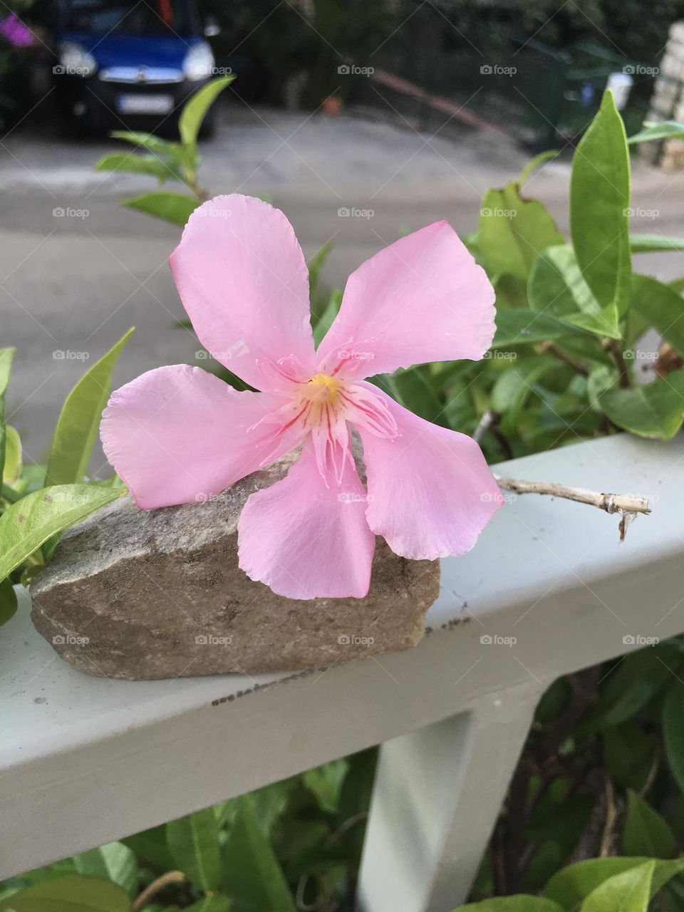 Pink flower