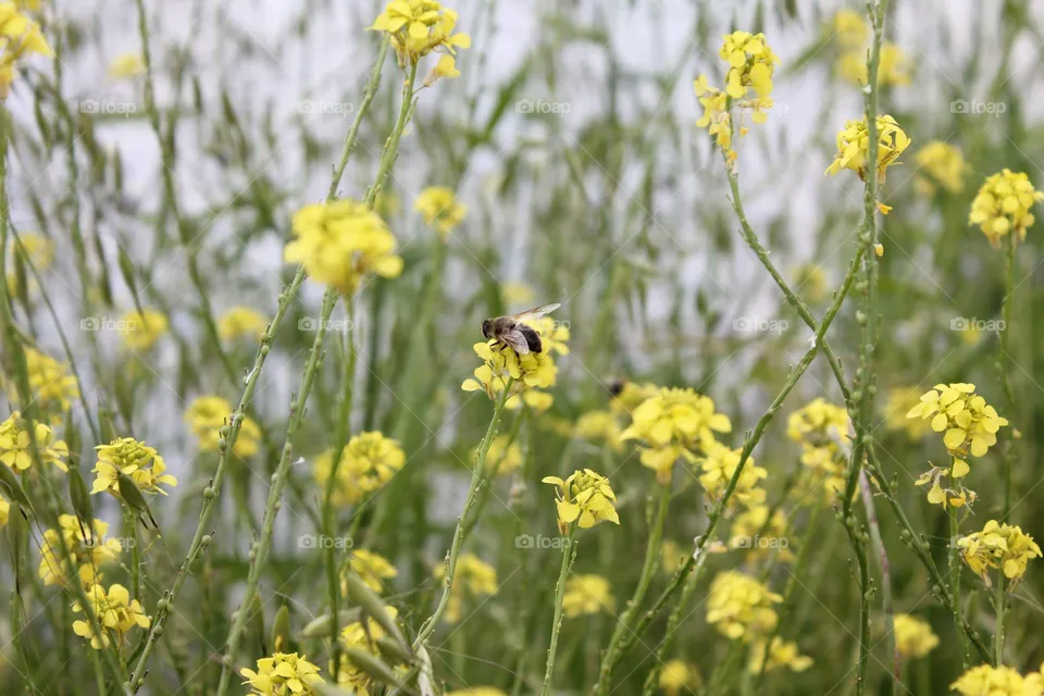 Bee