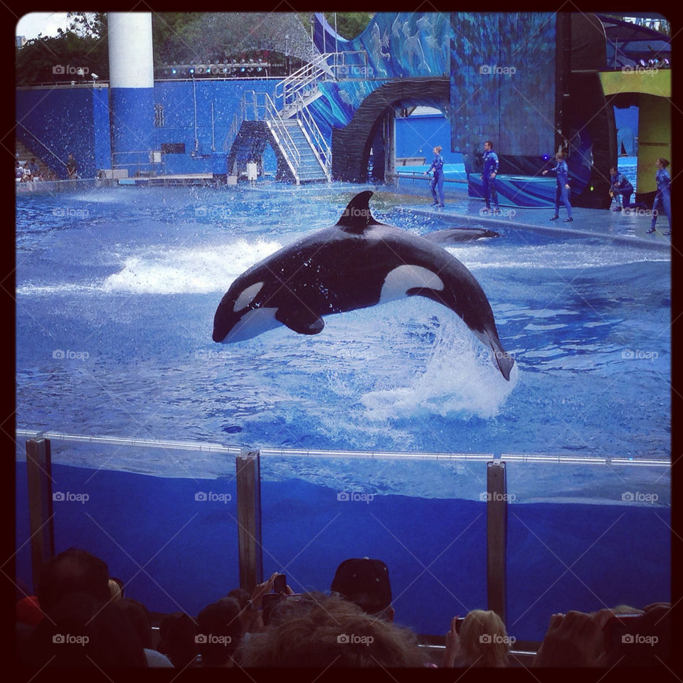 Shamu Show