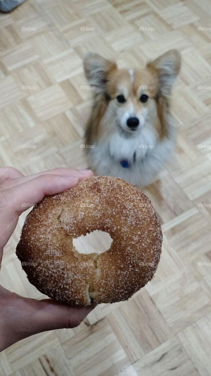 Tempting Donut