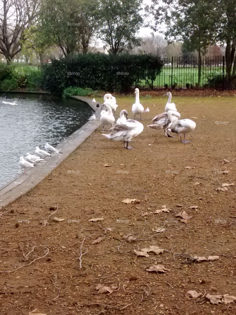 Birds by pond