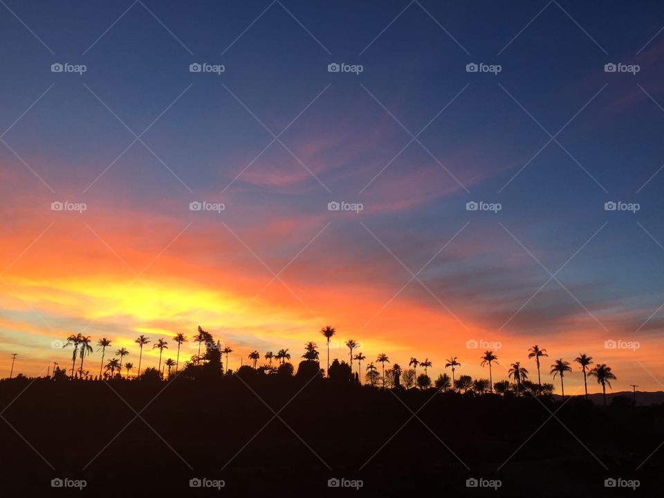 Southern California palm trees