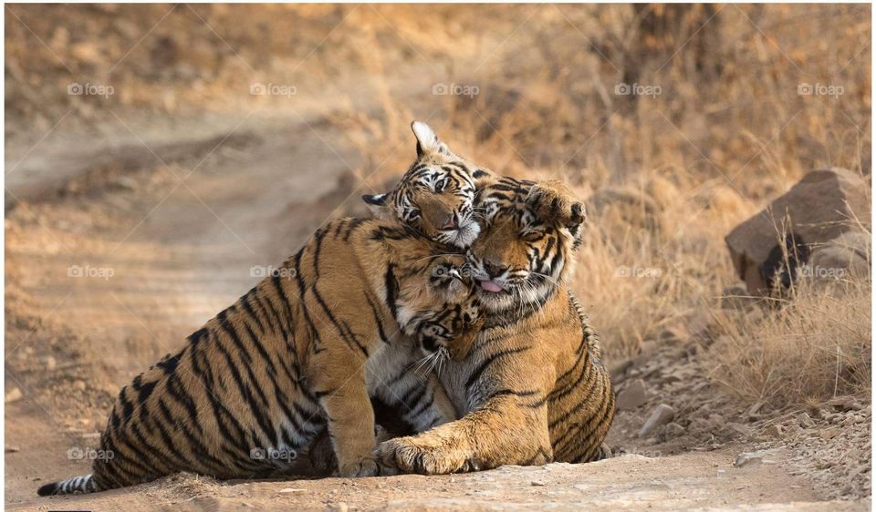 Wildlife Tiger Family