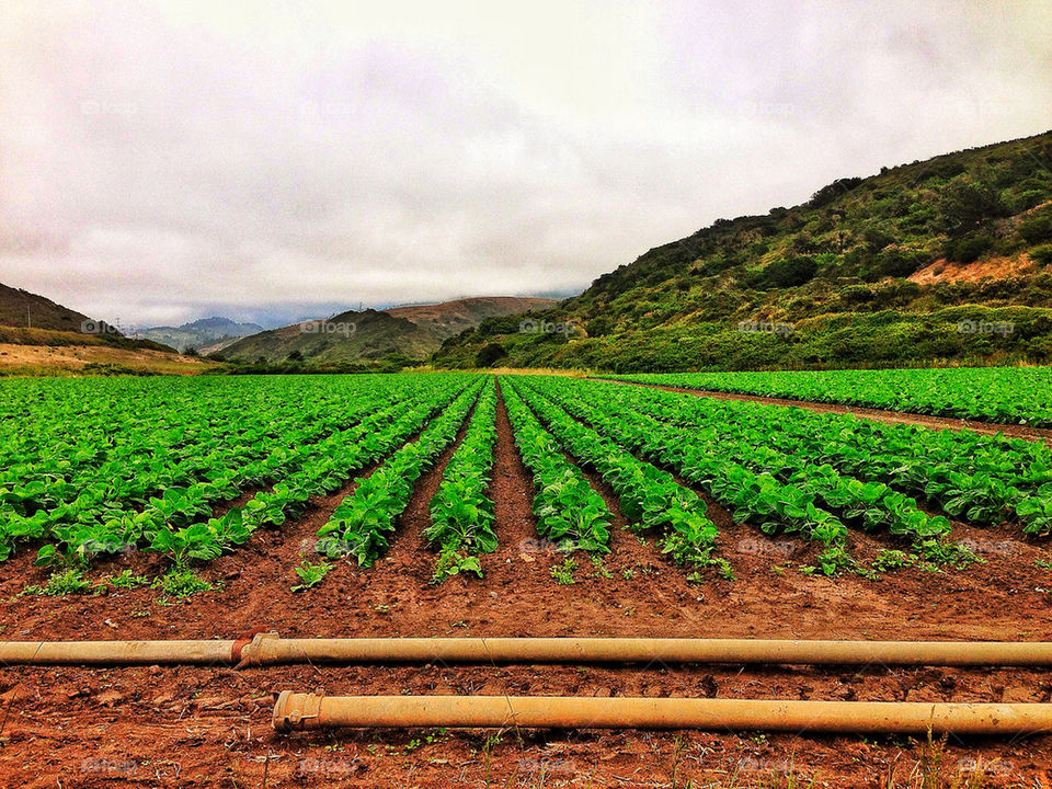 Organic farm growing spinach in California