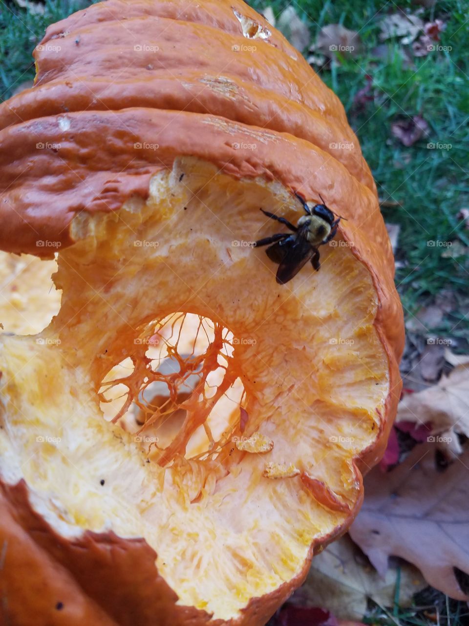 Bee seeming to enjoy some pumpkin