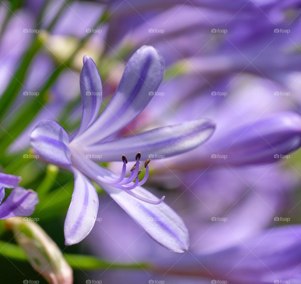 magic purple flowers