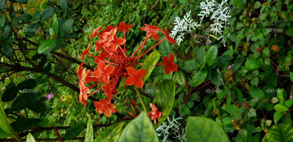 Pequenas Flores vermerlhas