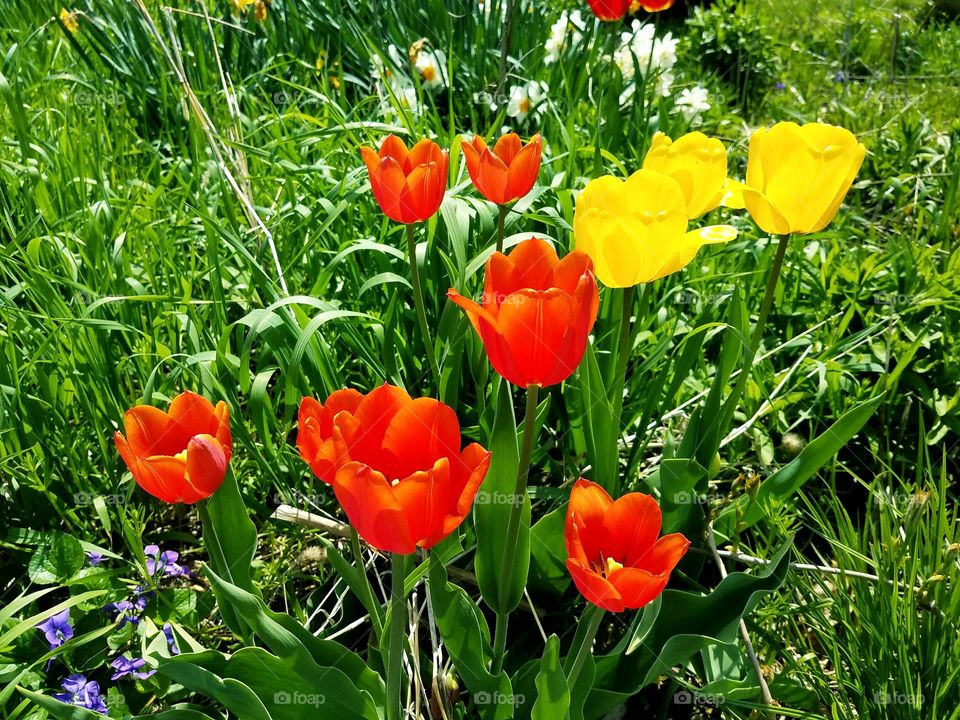 Loving the Spring Flowers in our Yard