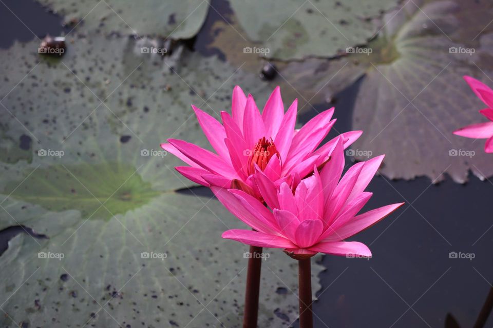 Close up view of two pink blooming lotus in a pond. 