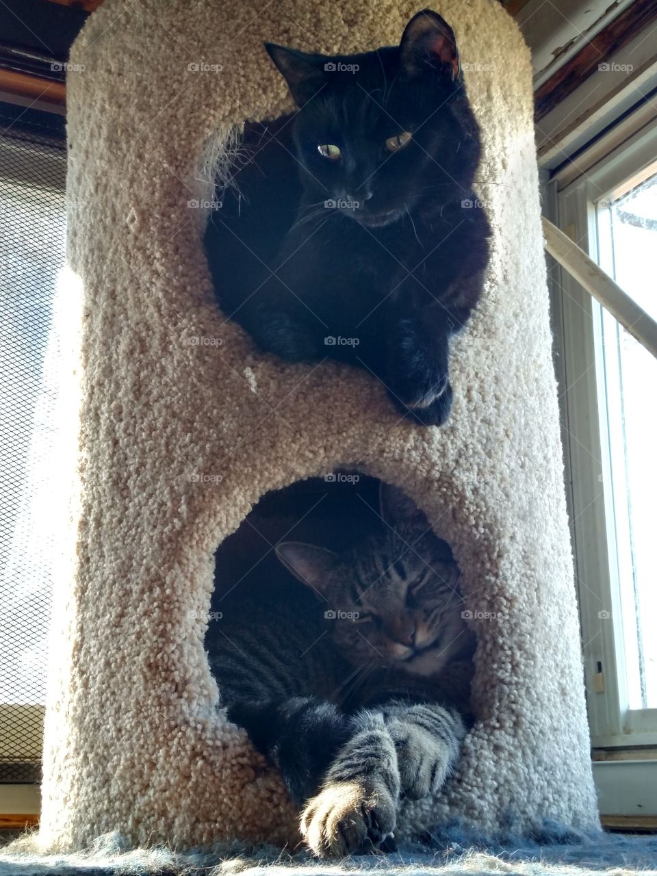 cats in cat condo