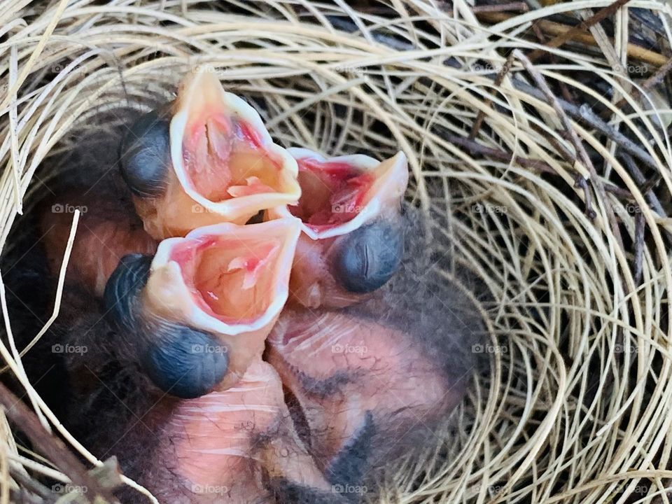 This is spring. Things are coming to life. A time of rebirth, renewal and awakening. Three two day old Baby Cardinals in the nest with mouths wide open waiting for their mother  to feed them