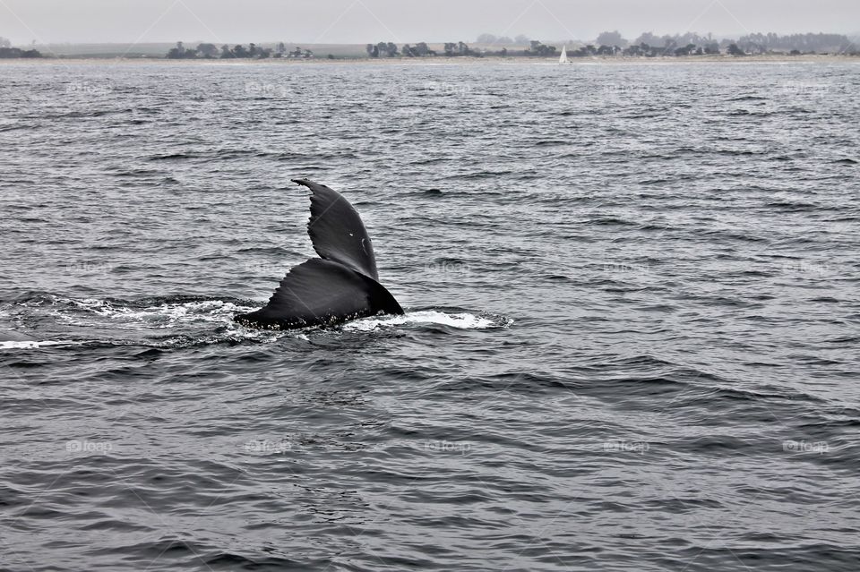 Humpback whale in the Monterey Bay