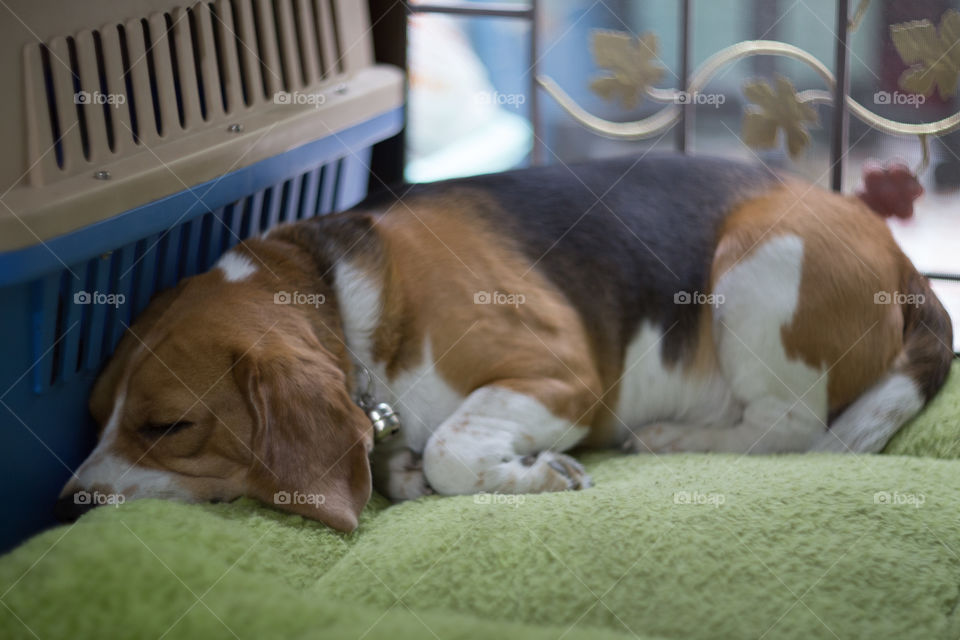 Beagle dog sleeping 