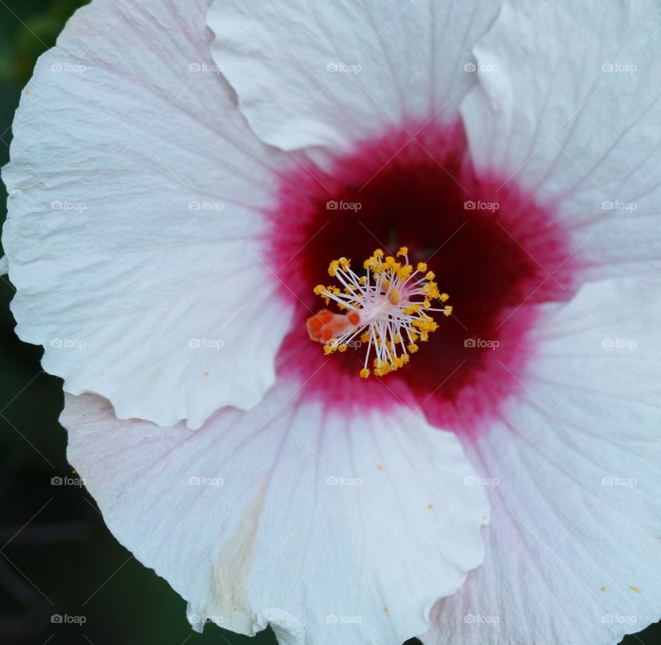 Close Up White Hibiscus 