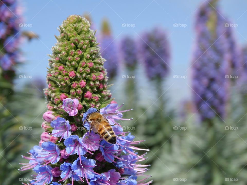 Bee with flower