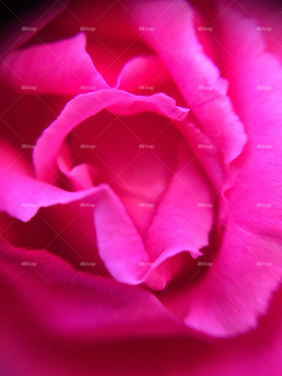 Pink rose in my yard
