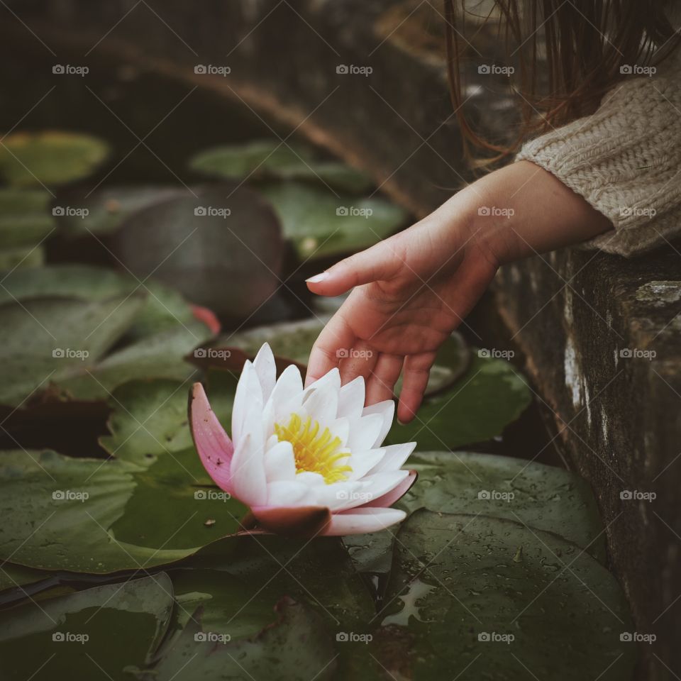 Lotus, Flower, Pool, Lily, Floating