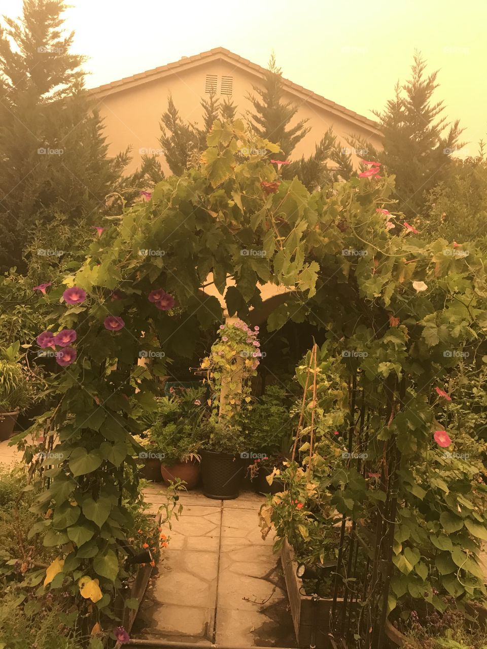 California smoky air in garden 