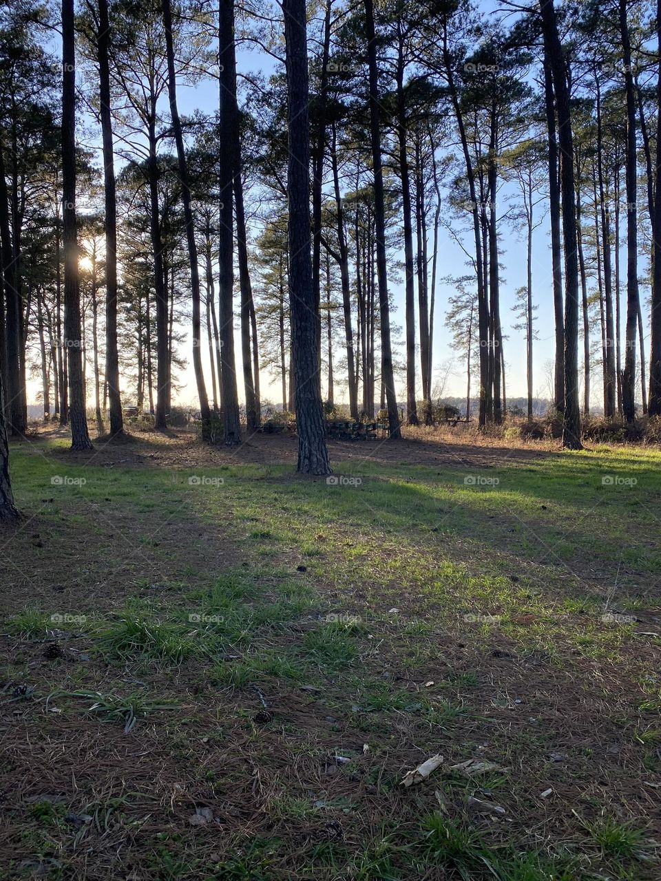 trees on a farm in a small town.