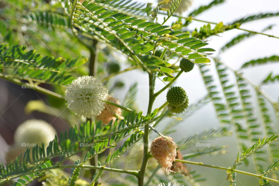 Pom Pom blossoms 