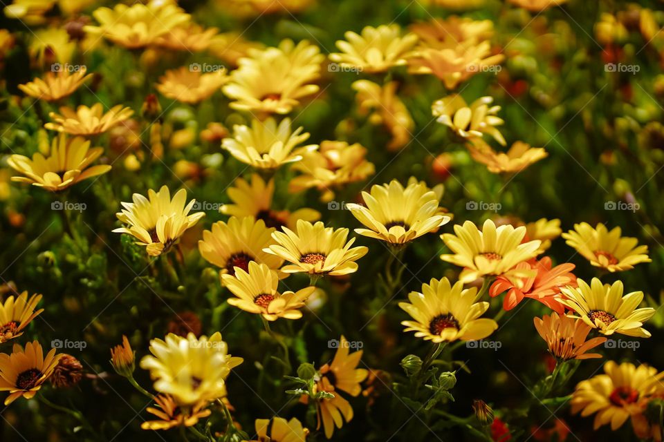 Battle yellow vs blue