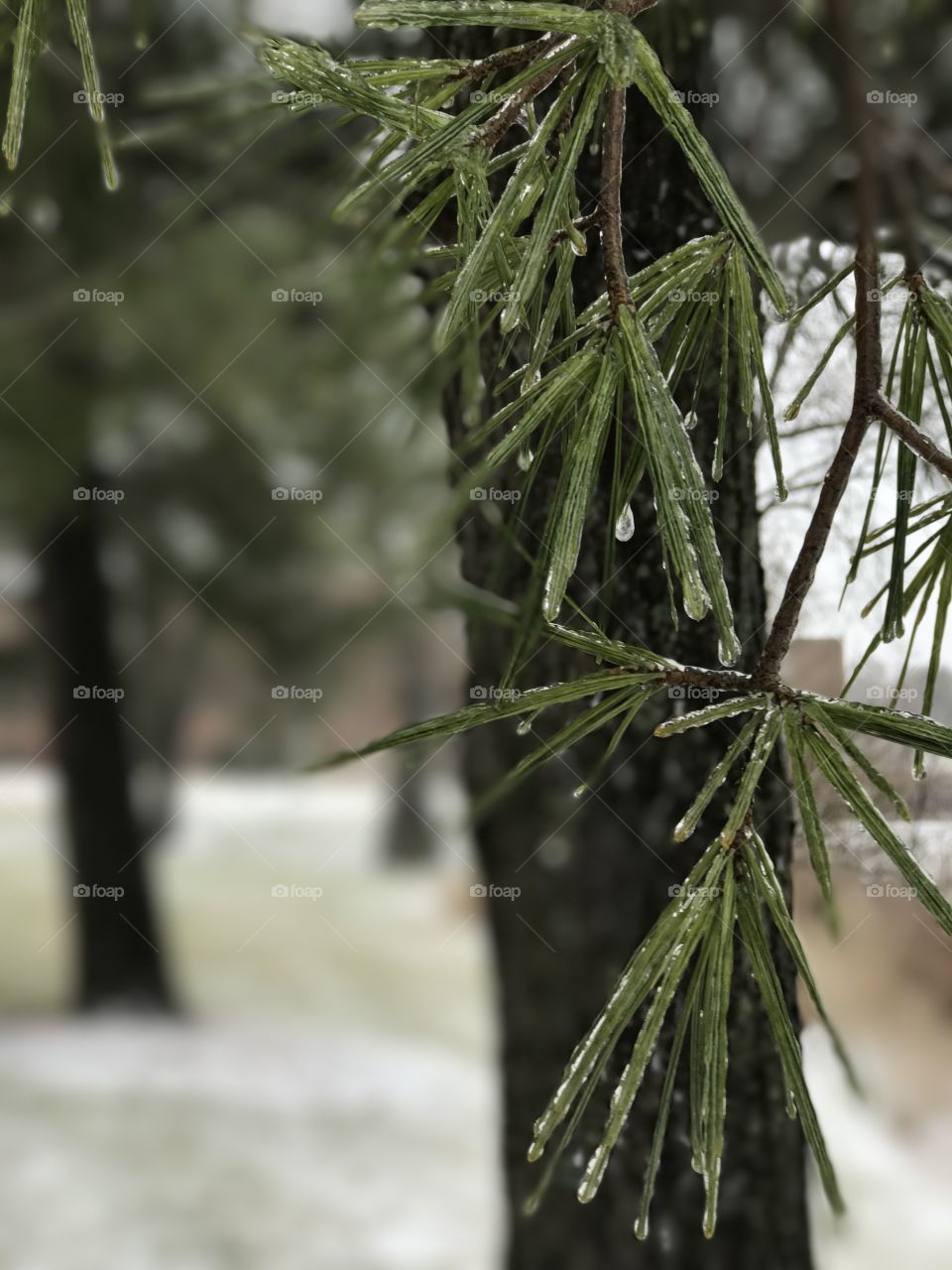 Green pine needles covered in a layer of ice after freezing rain in the middle of the winter season