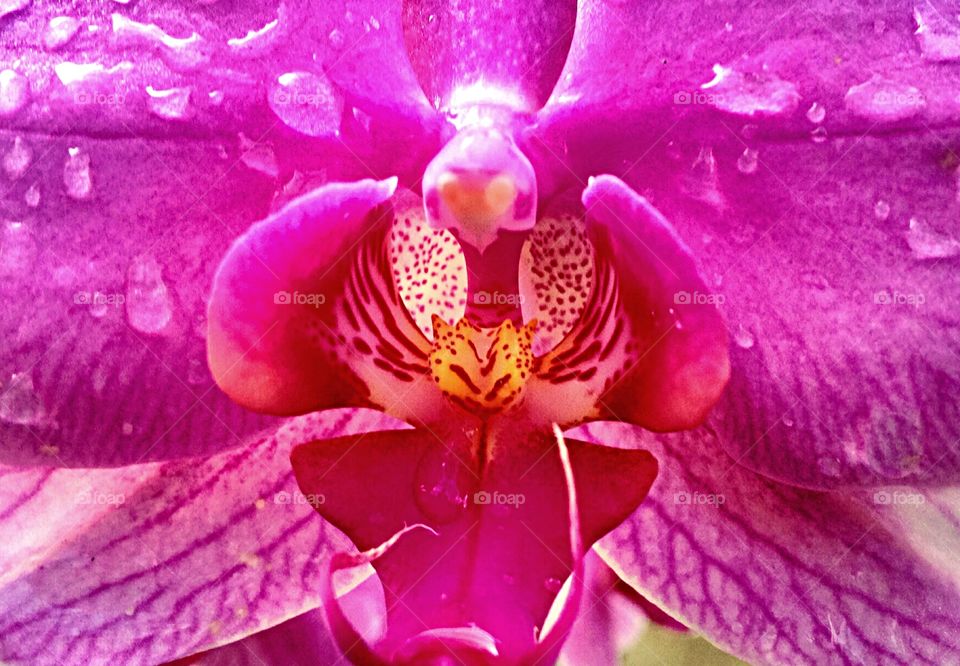 Beautiful purple orchid with water droplets 